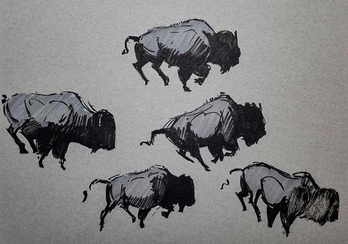 Рисование бизонов